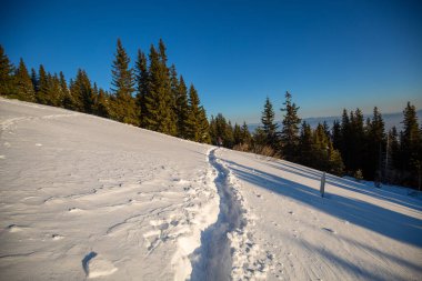 Güzel bir çam ormanı ve karda derin ayak izleri.