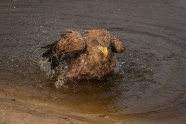 Sudaki ıslak kartalın yakın açılı görüntüsü.