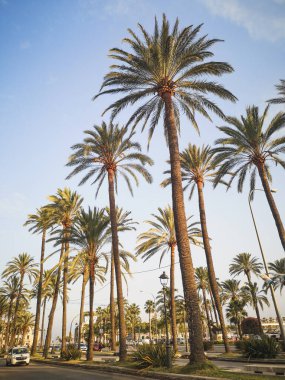 Santa Ponsa, İspanya 'da palmiye ağaçlarının alçak açılı çekimi