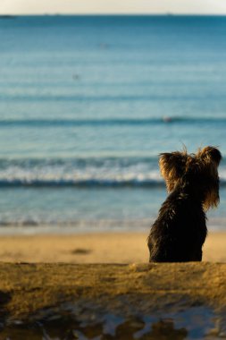 Sahilde oturan güzel bir köpeğin dikey görüntüsü.