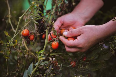 Bir bitkiden kiraz domatesi toplayan birinin yakın çekimi.