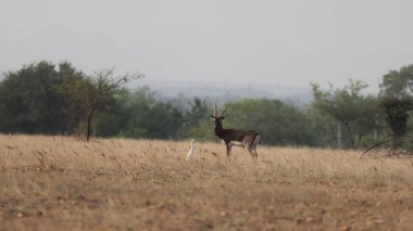 Otlaklardaki bir sığır ağılıyla birlikte bir siyah geyiğin sığ odak noktası..