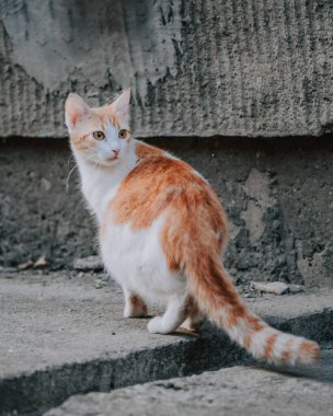 Dışarıda beyaz ve kızıl kedinin dikey görüntüsü..