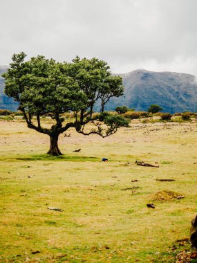 Portekiz, Madeira 'da bir çayırda tek bir yeşil ağacın dikey görüntüsü.