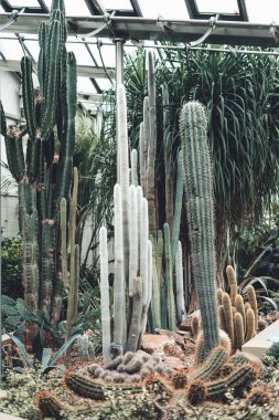 Sheffield botanik bahçesinde büyüyen bir kaktüsün dikey çekimi..