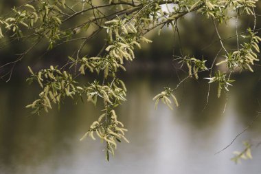 Baharda çiçek açan söğüt dalları ve arka planda bulanık göller.