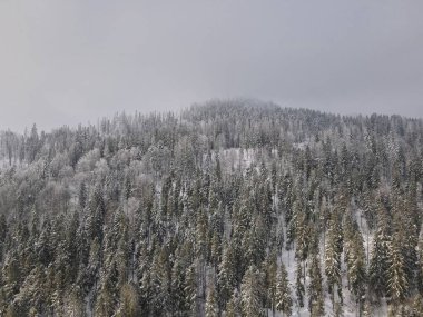 Dağların arkasından, Ukrayna 'dan gelen sisli karlı bir dağda yoğun bir çam ormanının yüksek açılı görüntüsü.