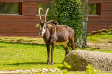 Berrak bir yaz günü, yemyeşil çimlerin üzerinde duran samur bir antilop ile bir çiftlikte