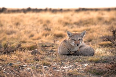 Güneşli bir günde çimlerin üzerinde yatan güzel bir çakal.