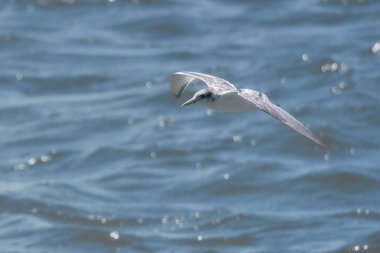 Denizin üzerinde uçan güzel bir martının yakın çekimi.