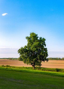 Yeşil bir alanın ortasında mavi gökyüzü olan yeşil bir ağacın dikey görüntüsü.