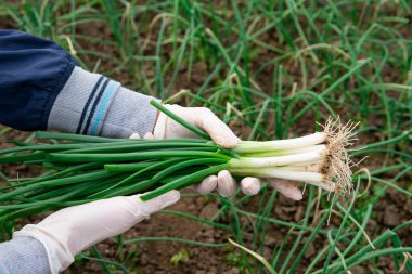 Soğan-batun yakalayan bir çiftçinin yakın çekimi.