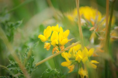 Bir tarlada açan sarı kır çiçeklerinin seçici odağı