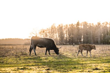 Bir tarladaki Heck sığırının yakın çekimi.
