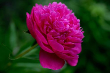 Bulanık arkaplanı olan çin şakayığı çiçeğinin yüzeysel odak noktası.