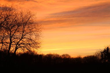 A silhouette of tree at golden sunset in golden orange sky