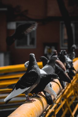 Romanya 'nın Lasi kentindeki odunların üzerinde duran dikey bir fotoğraf