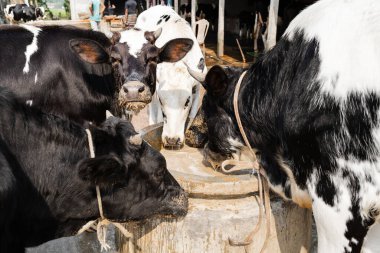 İnek ahırının altında dinlenen güzel ineklerin manzarası