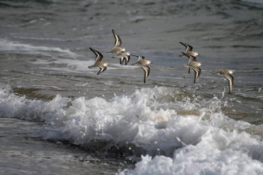 Deniz dalgalarının üzerinde uçan martıların güzel bir görüntüsü.