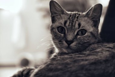 Bir İngiliz Shorthair kedisine gri tonda yakın çekim