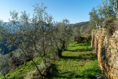 Gün boyunca bir ormanın güzel bir görüntüsü.