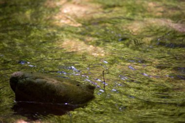 Kirli bir göldeki yosunlu yeşil bir kayanın yakın çekimi.