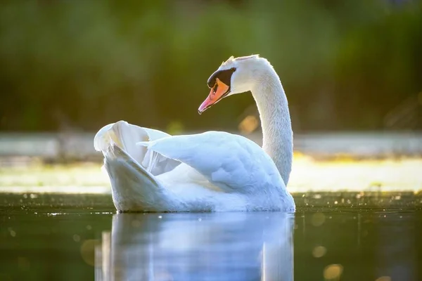 Лебедь Плывущий Озеру Время Заката — стоковое фото