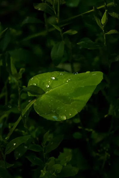 Colpo Verticale Una Foglia Verde Con Gocce Pioggia Isolate Uno — Foto Stock