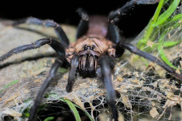Makroaufnahmen Von Spinnen Freier Wildbahn — Stockfoto