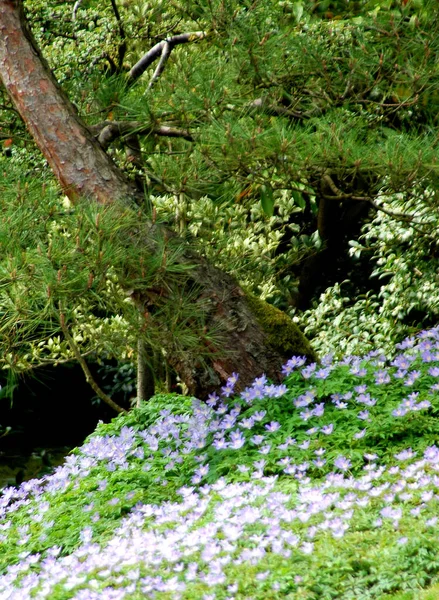 Крупный План Цветущих Цветов Растущих Склоне Дерева — стоковое фото