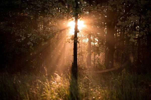 Мальовничий Вид Ліс Наповнений Яскравим Сонячним Світлом — стокове фото