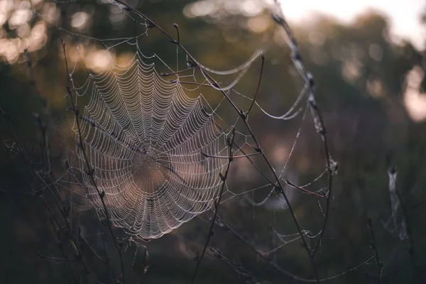 日の出に水滴で飾られたクモの巣の選択的なフォーカスショット — ストック写真