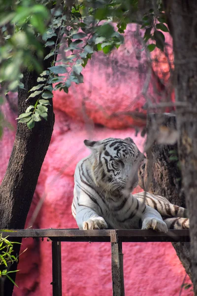 Enfoque Selectivo Tigre Blanco Zoológico — Foto de Stock