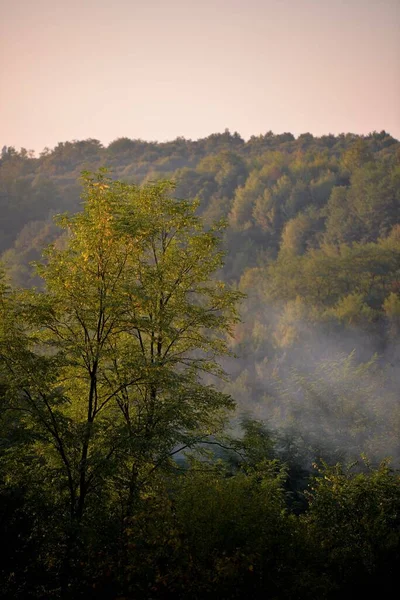 Colpo Verticale Una Foresta Verde Contro Cielo Limpido Senza Nuvole — Foto Stock