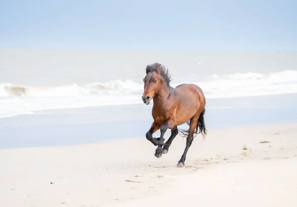 Mustang Marrón Corriendo Playa Arena Con Olas Tormentosas Fondo Carolina — Foto de Stock