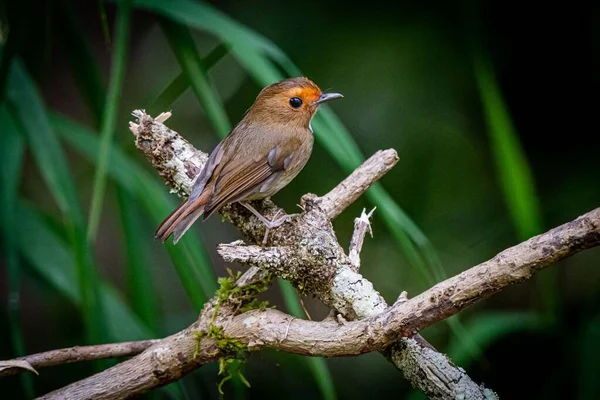 Plan Rapproché Moucherolle Pieds Européen Sur Une Branche — Photo