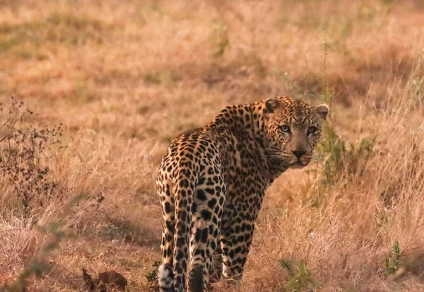 Леопард Ходит Травам Оглядывается Размытый Фон — стоковое фото