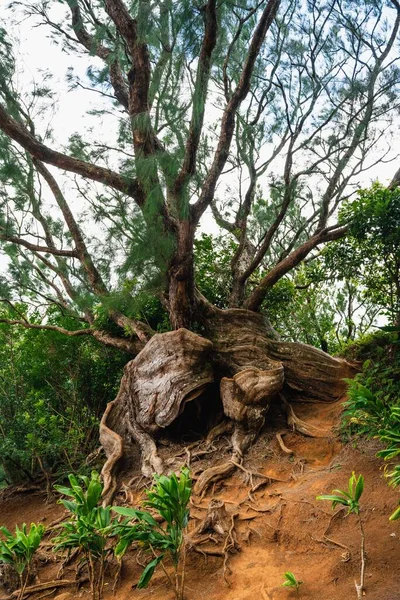 Tiro Vertical Raízes Árvores Maciças Velhas Uma Floresta Tranquila — Fotografia de Stock