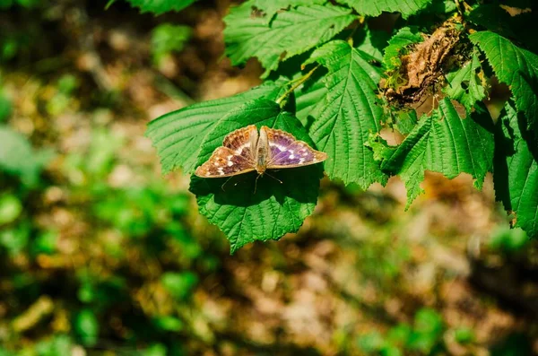 Asas Castanhas Borboleta Folhas Verdes — Fotografia de Stock