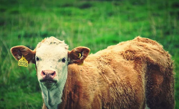 緑の野の美しい茶色の牛のクローズアップ — ストック写真
