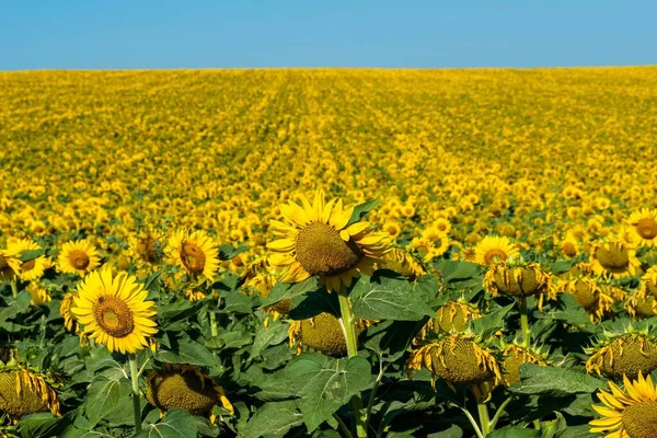 Beautiful View Growing Sunflowers Helianthus Annuus Huge Field Blue Clear — Stock Photo, Image