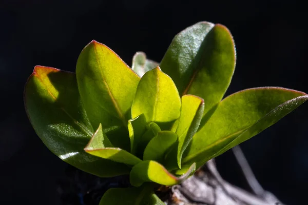 明るい太陽の下で黒い背景に隔離された緑の葉の植物のクローズアップショット — ストック写真