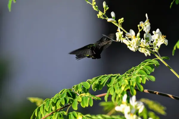 Mise Point Sélective Colibri Dans Jardin — Photo