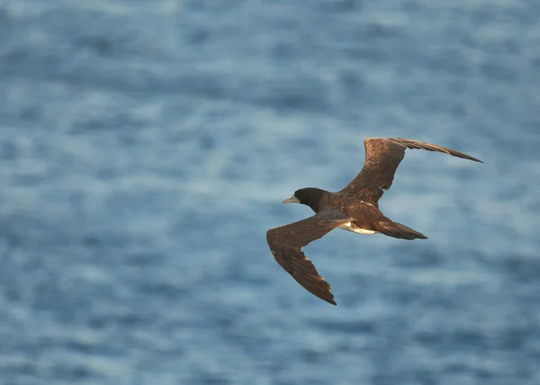 Close Pássaro Booby Marrom Voando Acima Mar — Fotografia de Stock
