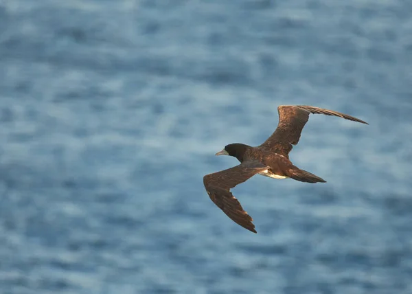 Eine Nahaufnahme Des Braunen Tölpels Der Über Dem Meer Fliegt — Stockfoto