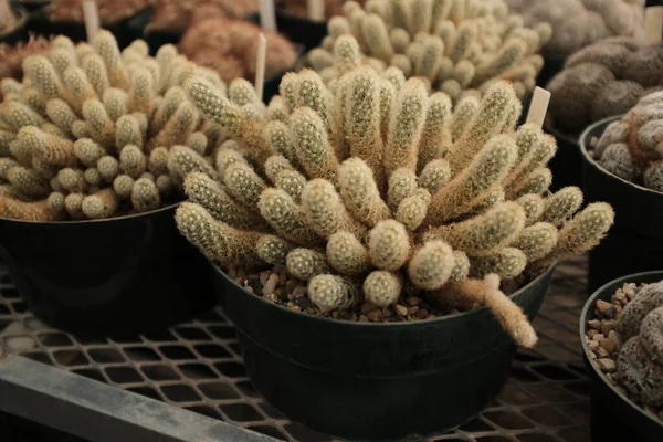 Närbild Kaktusar Inne Ett Växthus West Texas — Stockfoto
