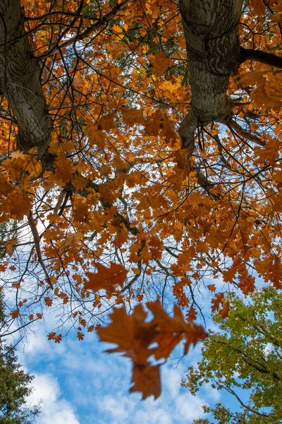 空の背景に木の葉の低角度ショット — ストック写真