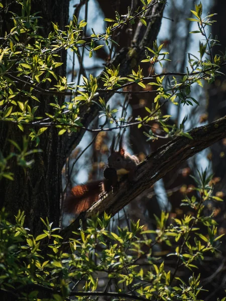 Pionowe Ujęcie Wschodniej Szarej Wiewiórki Lesie Lasi Rumunia — Zdjęcie stockowe