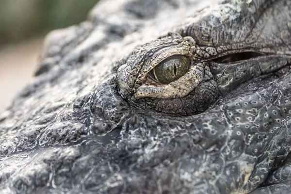 Krokodil Szeme Éles Agyarakkal — Stock Fotó