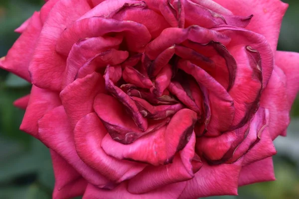 Primer Plano Una Flor Rosa Jardín Rojo — Foto de Stock